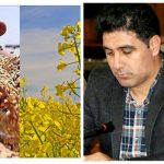 دشت زرخیزمغان؛ قطب تولید دانه روغنی سویای کشور