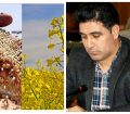 دشت زرخیزمغان؛ قطب تولید دانه روغنی سویای کشور