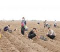 کاشت ۴میلیون ۲۰۰ هزار صنوبر در پارس آبادمغان +عکس