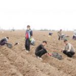کاشت ۴میلیون ۲۰۰ هزار صنوبر در پارس آبادمغان +عکس