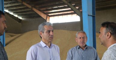 خروج بدون مجوز گندم از استان اردبیل ممنوع شد / آمادگی کامل مراکز خرید تضمینی