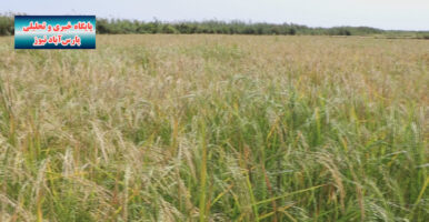 آغاز برداشت برنج در اراضی شالیزاری شرکت فردوس مغان